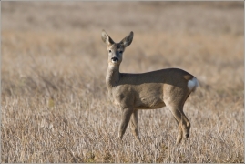 <p>SRNEC OBECNÝ (Capreolus capreolus) Šluknovsko - Jiříkov /European roe deer - Reh/</p>
